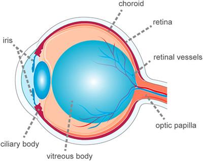 TNF-α in Uveitis: From Bench to Clinic